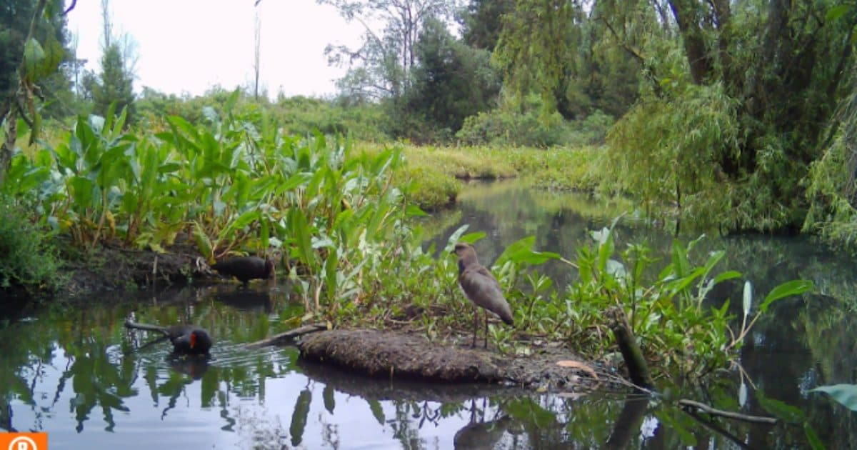 Humedal La Conejera de Bogotá cámaras que permiten analizar la fauna