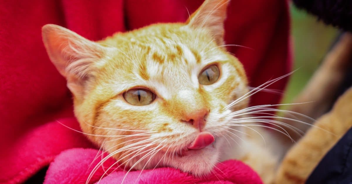 Esterilizaciones gratuitas para perros y gatos Bogotá 12 al 16 de mayo