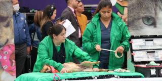 Curso gratis de primeros auxilios para animales en caso de emergencia