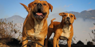 Este 2 de marzo se abre jornada de adopción en Bogotá
