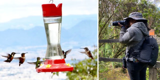 100 aves en Cerros Orientales de Bogotá protagonistas October Big Day