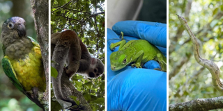 Animales rescatados Bogotá liberados por Distrito en reserva del Meta