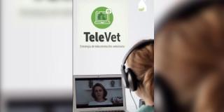 Atención veterinaria gratis en Bogotá: accede a la plataforma Televet 