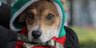 Esterilizaciones gratuitas perros y gatos Bogotá 16 al 20 de diciembre