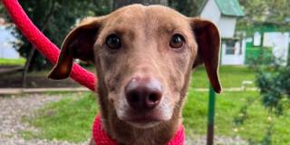 Jornada de adopción de perros y gatos en Bogotá 15 de diciembre 2024