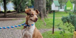 Consulta la nueva Línea para reportar casos contra el Maltrato Animal en Bogotá