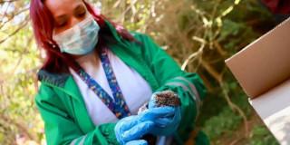 Canales para reportar animales silvestres heridos por incendios Bogotá
