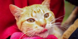 Esterilizaciones gratuitas para perros y gatos Bogotá 12 al 16 de mayo