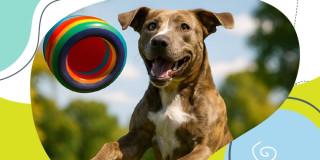 Jornada de adopción de perros y gatos en Chapinero Bogotá 24 de mayo