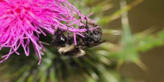 Las abejas son las grandes aliadas de la biodiversidad de Bogotá 