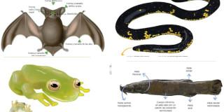 Qué especies de fauna silvestre hay en los Cerros Orientales de Bogotá