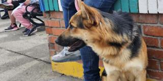 Jornadas de esterilización gratuitas para perros y gatos Bogotá 2025