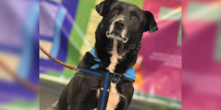 Jornada de adopción de perros en Bogotá: sábado 31 de agosto 2024
