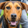 Esterilización gratuita para animales de compañía en Bogotá